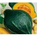 5 Green Hubbard Squash Vegetable Seeds ~ Cucurbita maxima Seeds