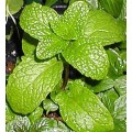 10 Spearmint Seeds ~ Mentha spicata Seeds ~ Medicinal / Culinary Herbs - Combined Worldwide Shipping