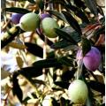 5 Olea europaea ssp. africana - European Olive - Buy Indigenous Tree Seeds in South Africa