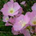 50 Oenothera speciosa Seeds - Silky Orchid Pink Evening Primrose - Hardy Perennial