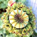 10 Hens & Chicks Poppy Seeds - Papaver somniferum Hens & Chicks Seeds - Frost Hardy Annual