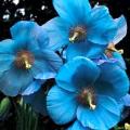 5 Himalayan Blue Poppy Seeds - Meconopsis betonicifolia Seeds - Fost Hardy Perennial