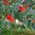 5 Dwarf coral tree or Natal Coral Tree - Erythrina humeana Seeds - Indigenous Frost Hardy
