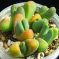 5 Tanquana prismatica Seeds - Buy Indigenous South African Succulent Seeds in South Africa