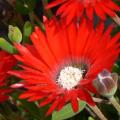 Red ice-plant- Drosanthemum speciosum Seeds - Indigenous South African Endemic Succulent Shrub