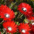 Red ice-plant- Drosanthemum speciosum Seeds - Indigenous South African Endemic Succulent Shrub