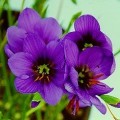 Geissorhiza splendidissima Seeds - Indigenous South African Perennial Bulb - Combined Shipping