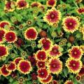 Gaillardia Dwarf Goblin Seeds - Blanketflower - Sow Spring Summer Autumn - Perennial Seeds