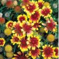 Gaillardia Dwarf Goblin Seeds - Blanketflower - Sow Spring Summer Autumn - Perennial Seeds