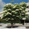 3 Japanese Tree Lilac (Syringa reticulata) Tree Seeds - Exotic Frost Hardy