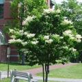 3 Japanese Tree Lilac (Syringa reticulata) Tree Seeds - Exotic Frost Hardy