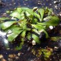 Carnivorous Corkscrew Plant - Genlisea hispidula Seeds - Indignous to South Africa