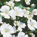 Gypsophila elegans Seeds - Baby's Breath - Sow Spring Summer Autumn - Annual