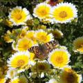 20 Layia platyglossa Seeds - Tidy Tips - Buy Annual Flower Seeds in South Africa - Sow Spring