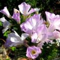 Linanthus grandiflorus Seeds - Mountain Phlox - Sow Autumn Spring - Annual Seeds