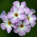 Linanthus grandiflorus Seeds - Mountain Phlox - Sow Autumn Spring - Annual Seeds