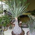 Beaucarnea stricta Tree Seeds ~ Elephant's Foot, Bottle Palm, Ponytail Palm - Succulent