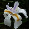 Dietes grandiflora - Large Wild Iris, Fairy Iris Seeds - South African Indigenous Perennial Bulb