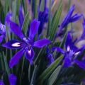 5 Babiana framesii Seeds - Sow Autumn Indigenous South African Bulb Seeds for Sale in South Africa