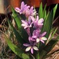 5 Babiana fragrans Seeds - Endemic South African Indigenous Perennial Bulb -Combined Global Delivery
