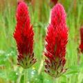 5 Crimson Clover Seeds - Trifolium incarnatum - Sow Spring Autumn - Annual