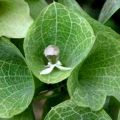 5 Bells of Ireland Seeds - Moluccella laevis - Sow Spring - Annual