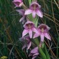 Disa crassicornis Seeds - Indigenous South African Orchid Seeds To Buy From South Africa