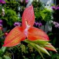 10+ Disa uniflora Seeds - Indigenous South African Orchid Seeds For Sale in South Africa