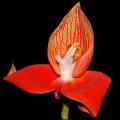 10+ Disa uniflora Seeds - Indigenous South African Orchid Seeds For Sale in South Africa