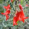 5 Lessertia montana Seeds - Bergkankerbossie - Indigenous Frost Hardy Shrub Seeds