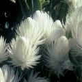 5 Syncarpha vestita Seeds - Cape Everlasting - Sewejaartjie - Indigenous Perennial Shrub