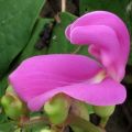 Canavalia rosea Seeds - Bay Bean or Beach Pea - Indigenous Vine Seeds - Ethnobotanical