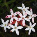 Crassula fascicularis Seeds + Get FREE Seeds with ALL Orders - Indigenous South African Succulent