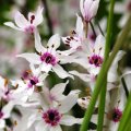 5 Onixotis / Wurmbea stricta Seeds - Indigenous South African Perennial Bulb - Worldwide Delivery