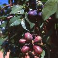 5 Artabotrys brachypetalus Seeds - Purple hook-berry Evergreen Tree - Indigenous Edible Fruit