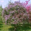 3 Syringa vulgaris Seeds - French Lilac Fragrant Shrub Seeds + Get Free Seeds with All Orders