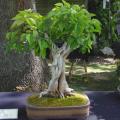 Syringa vulgaris Bonsai Tree Seeds - French Lilac + Free Growing Bonsai eBook - Combined Shipping