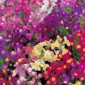 Spurred Snapdragon - Northern Lights Mix Seeds - Linaria maroccana - Annual Seeds