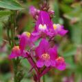 Spurred Snapdragon - Northern Lights Mix Seeds - Linaria maroccana - Annual Seeds