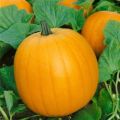 5 Jack O Lantern Pumpkin Seeds - Fresh Vegetable Seeds For Sale in South Africa
