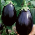 Eggplant Black Beauty Brinjal Seeds - Solanum melongena - Vegetable Seeds