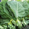 Southern Georgia Collards Seeds - Brassica oleracea - Edible Vegetable Seeds