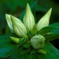 100+ Gentiana flavida Seeds ~ Cream Gentian, Creamy Gentian - Perennial Seeds