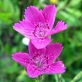 Dianthus deltoides Seeds ~ Maiden Pinks - Perennial Flower Seeds - Combined Shipping