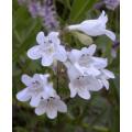 Penstemon digitalis Seeds ~ Foxglove Beardtongue - Perennial Flower - Combined Shipping