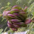 Illinois Bundleflower, Prairie Mimosa Seeds - Desmanthus illinoensis - Psychoactive Perennial