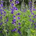 5 Baptisia australis Seeds - Blue Wild Indigo, False Indigo - Sow Spring Perennial Seeds