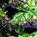 Black Elderberry, European Elderberry Seeds - Sambucus nigra - Edible Fruit Shrub