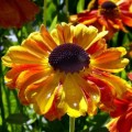 10 Sneezeweed, Helen's Flower Seeds - Helenium autumnale Seeds - Perennial Seeds
