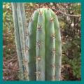 Peruvian Torch Cactus - Trichocereus peruvianus Seeds - Ethnobotanical Cacti Succulent